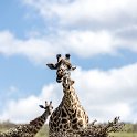 TZA ARU Ngorongoro 2016DEC23 056 : 2016, 2016 - African Adventures, Africa, Arusha, Date, December, Eastern, Month, Ngorongoro, Places, Tanzania, Trips, Year